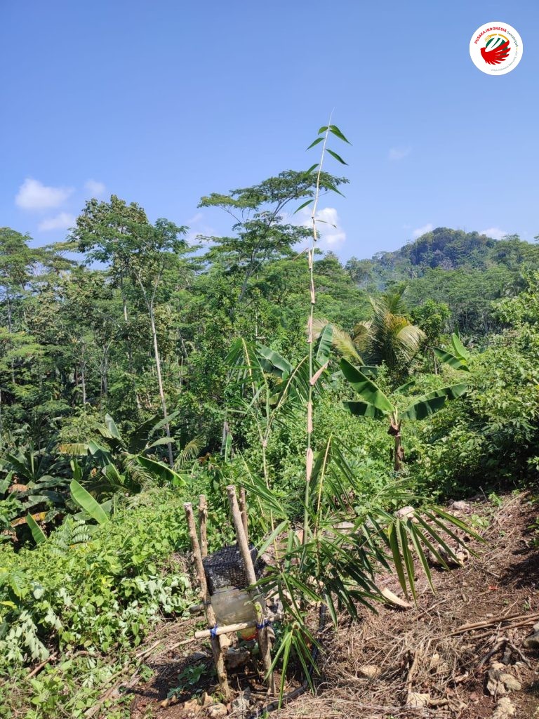 Salah satu tanaman bambu di Hutan Surgawi malang Selatan