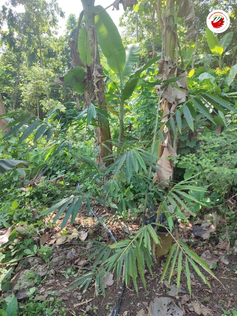 salah satu rumpun bambu di hutan surgawi malang