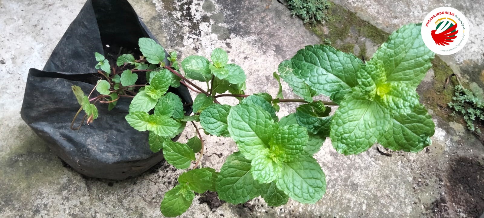 Daun Mint Herbal - Pusaka Indonesia