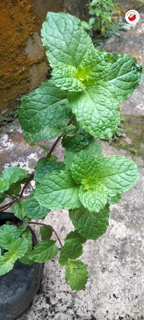 Daun Mint