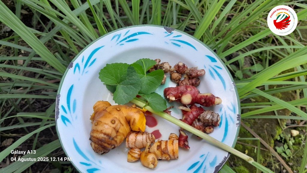 Jamu Pegagan untuk Radang Tenggorokan, Hidung, dan Telinga