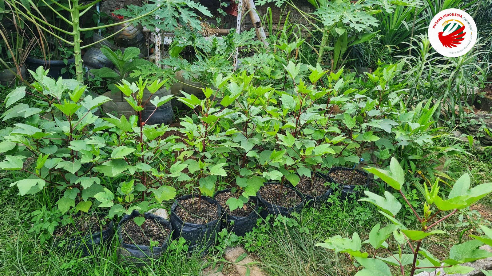 Mengurangi Belanja, Menumbuhkan Harapan Gerakan Polybag untuk Keluarga - Pusaka Indonesia