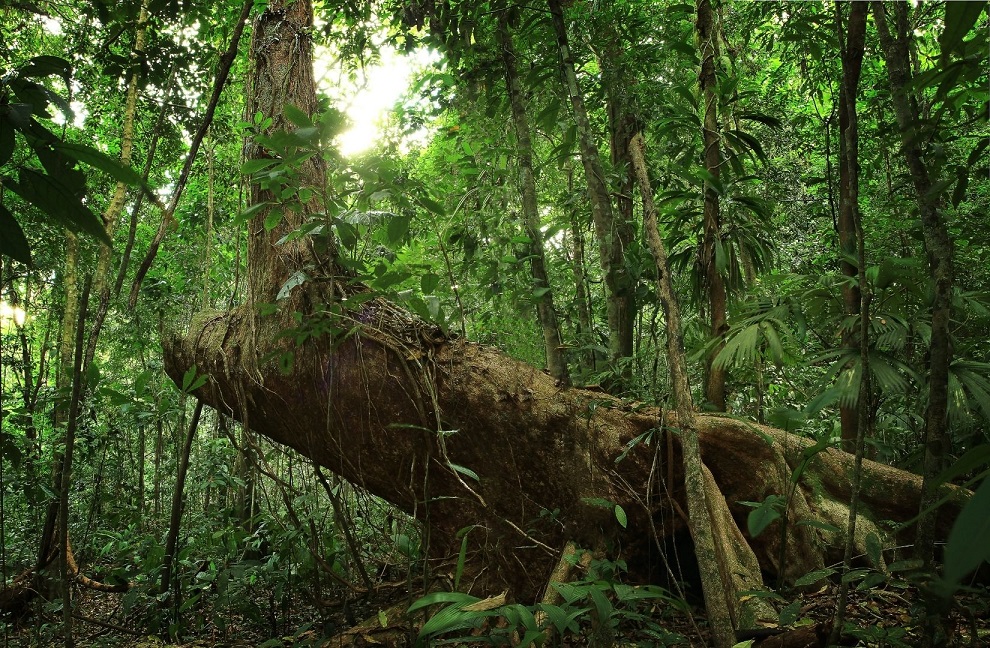 Fakta Tentang Hutan Primer Indonesia