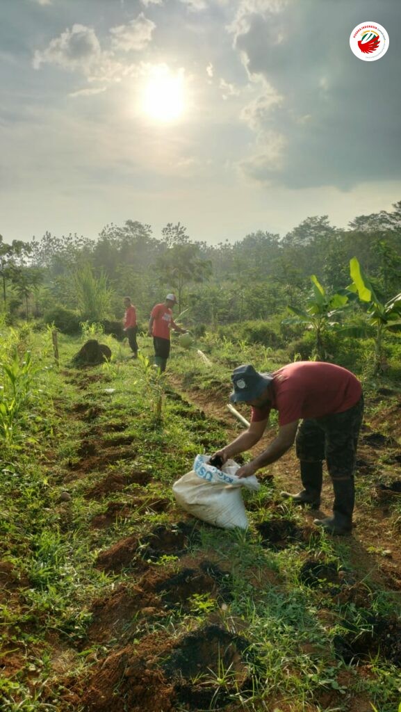 Kader Pusaka Indonesia sedang melakukan riset menanam sorgum