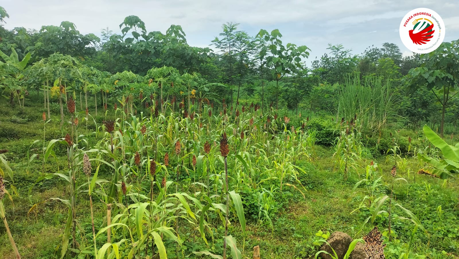 Kebun Sorgum dengan Metode Ramah Lingkungan