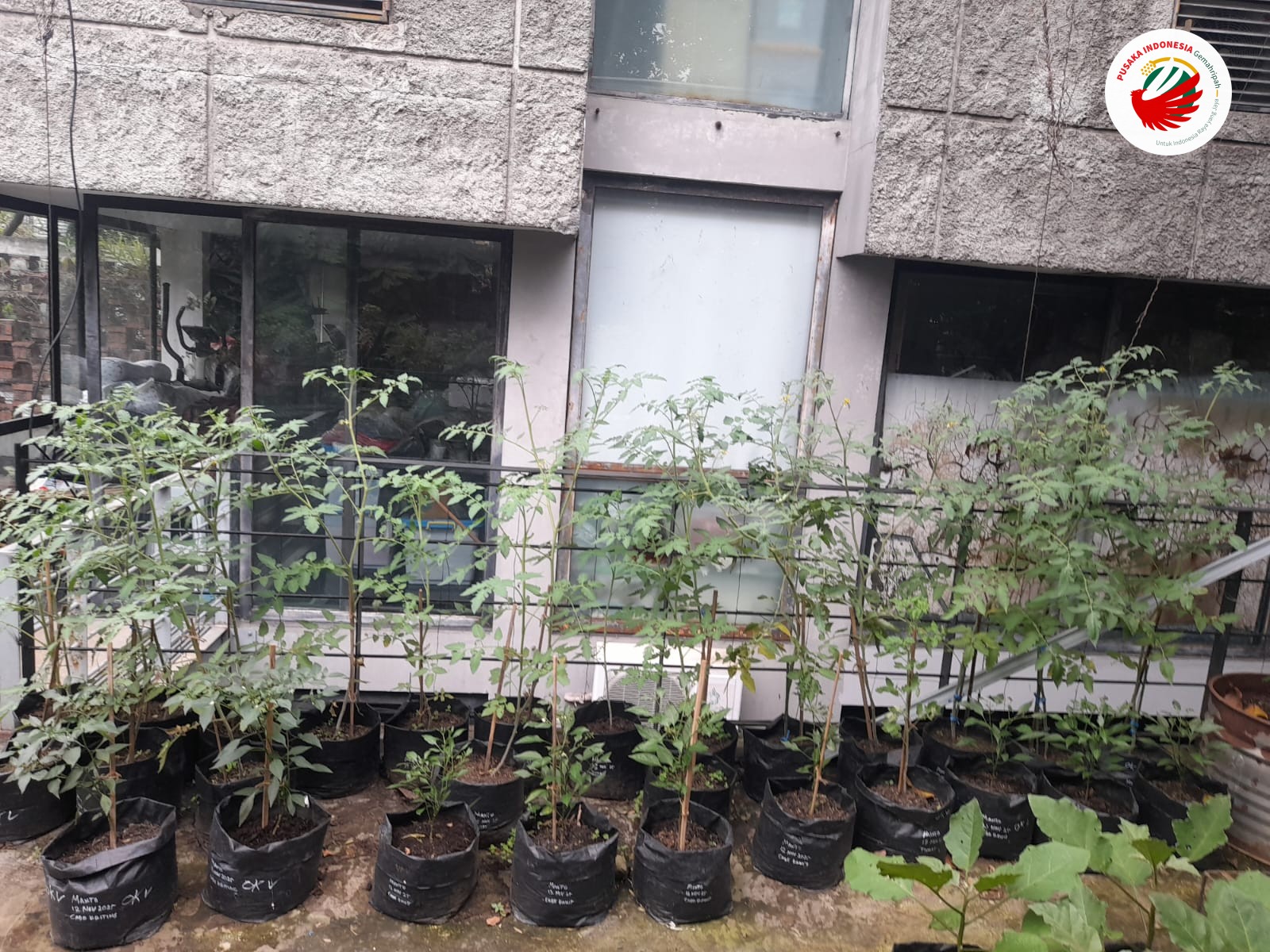 Sentra Polybag Sigma dari Pekarangan untuk Dapur Keluarga