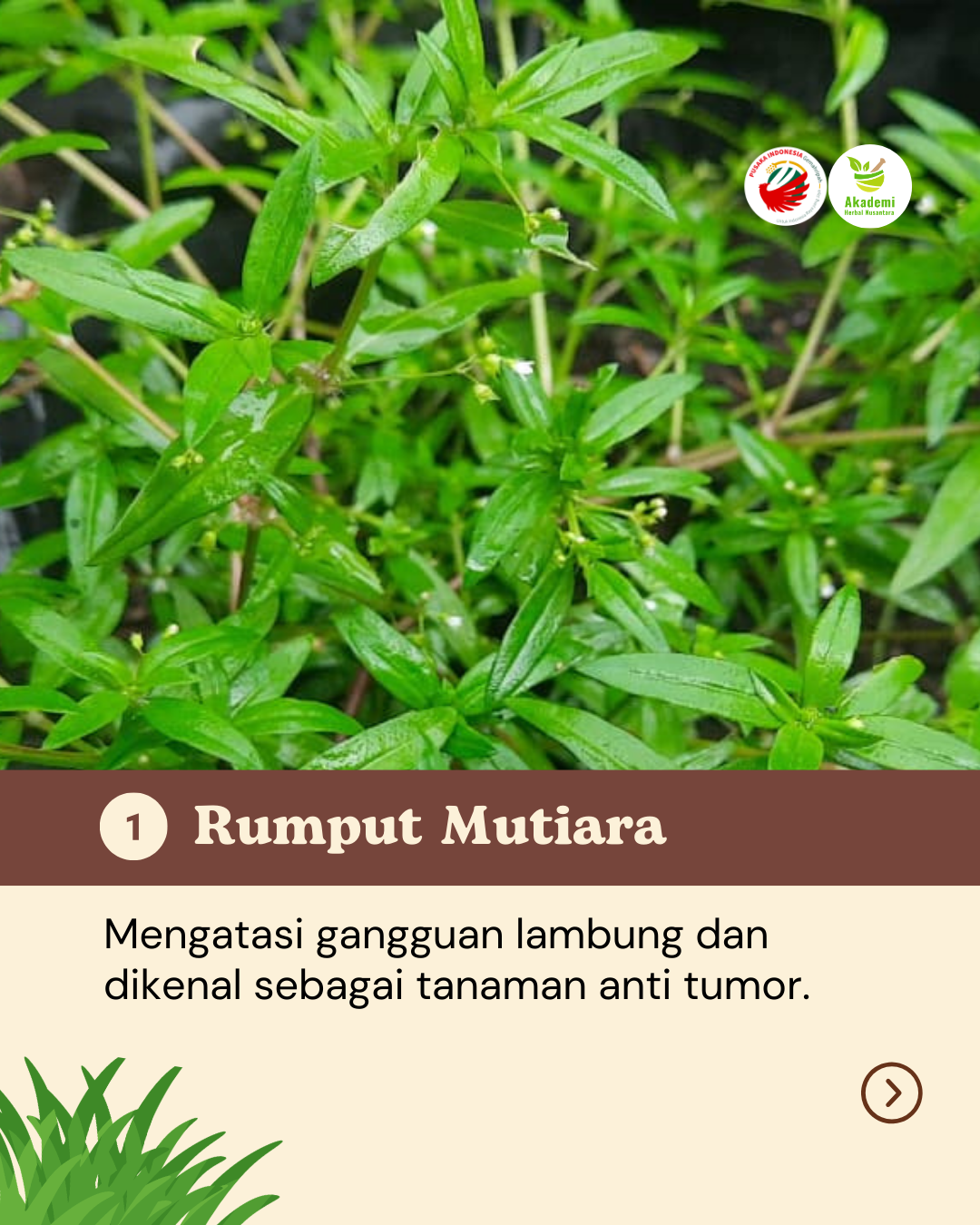 Obat Alami Yang Tumbuh di Halamanmu (2)