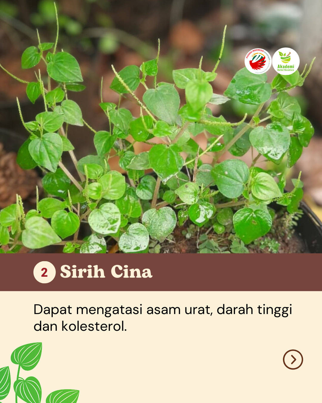 Obat Alami Yang Tumbuh di Halamanmu (3)