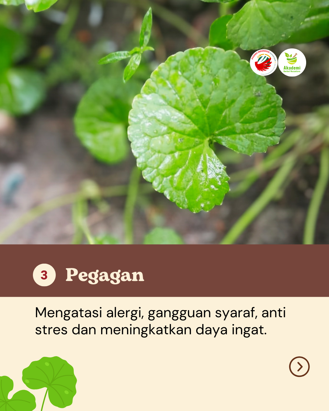 Obat Alami Yang Tumbuh di Halamanmu (4)