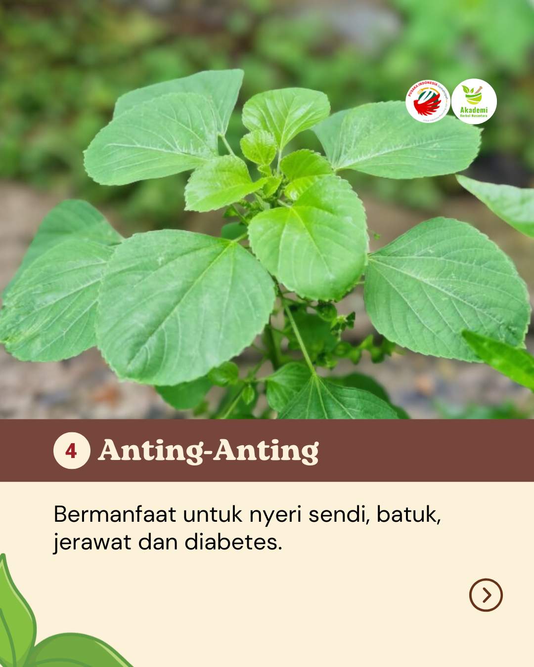 Obat Alami Yang Tumbuh di Halamanmu (5)