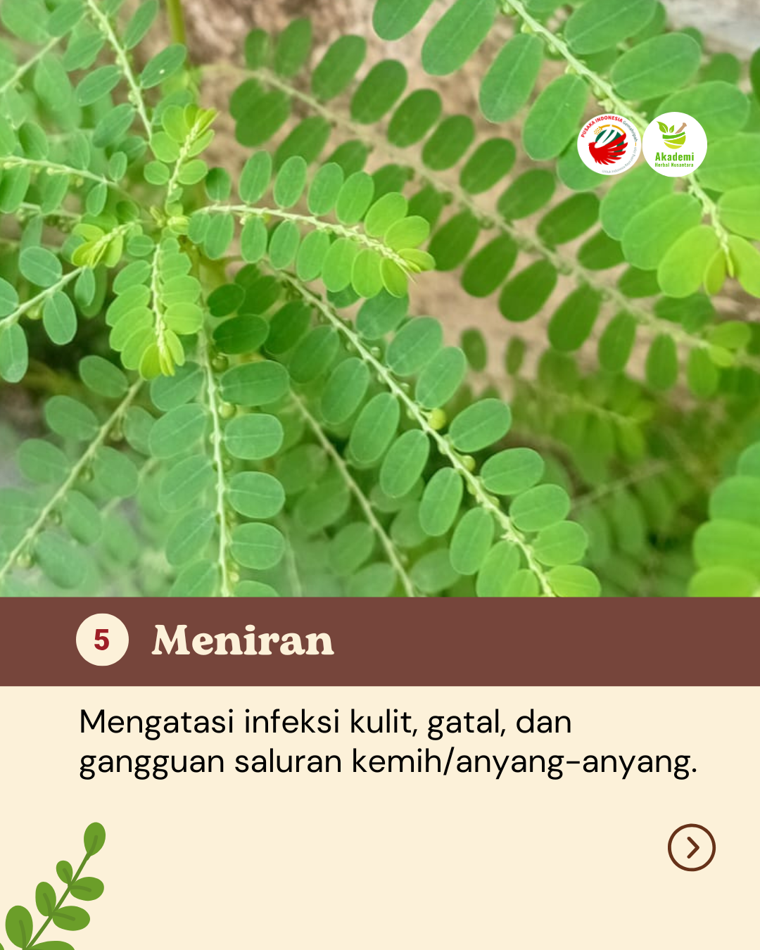 Obat Alami Yang Tumbuh di Halamanmu (6)