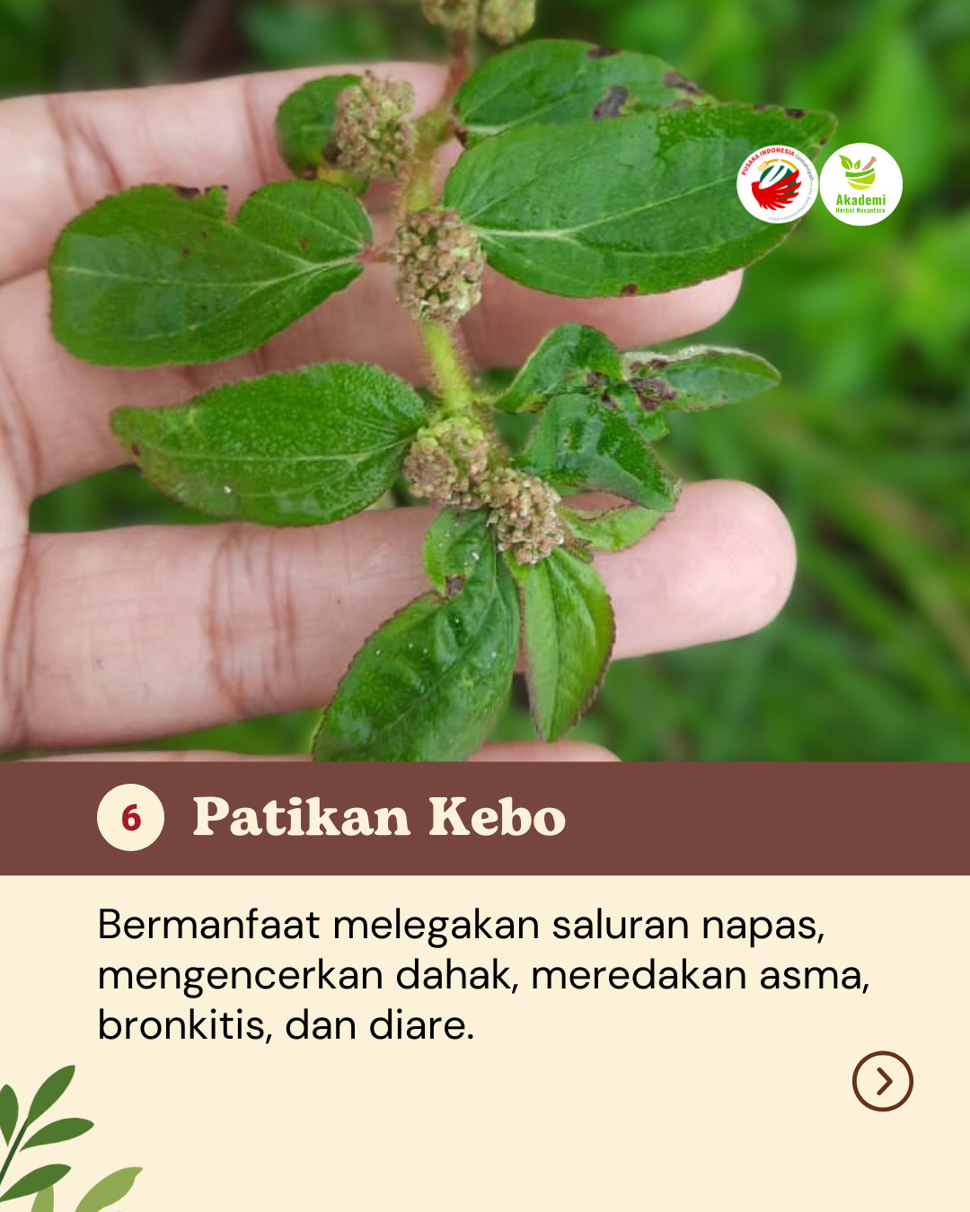 Obat Alami Yang Tumbuh di Halamanmu (8)