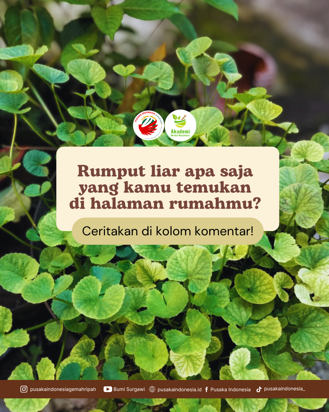 Obat Alami Yang Tumbuh di Halamanmu (9)