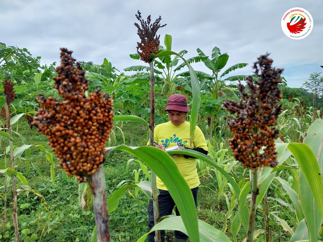 Tim SFA Pusaka Indonesia sedang Melakukan Riset Tanaman Sorgum